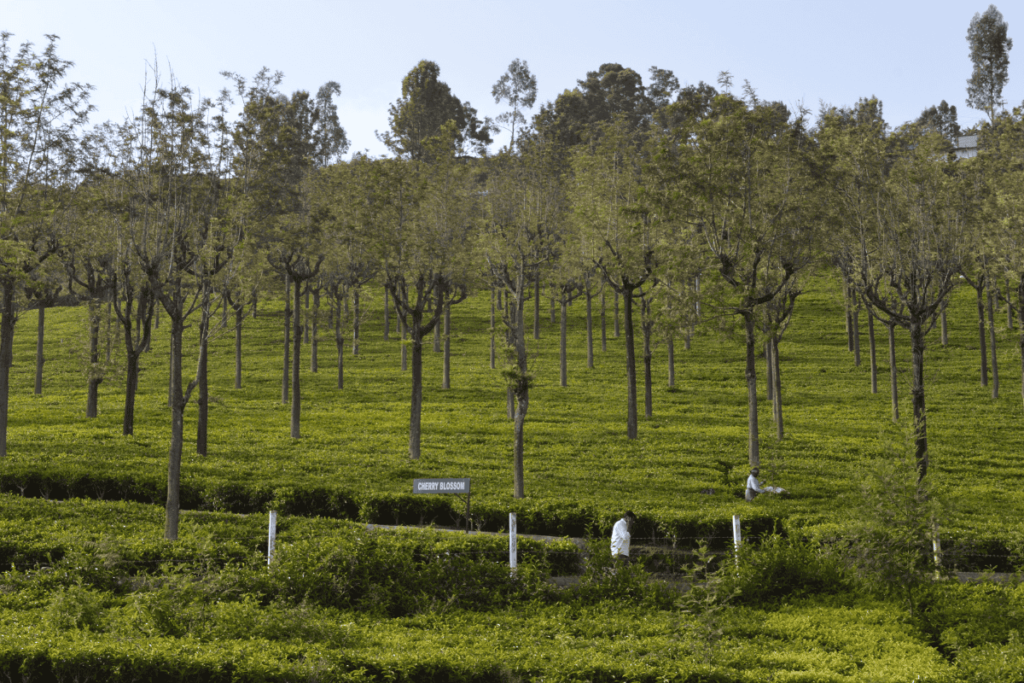 Kotagiri Tea estates