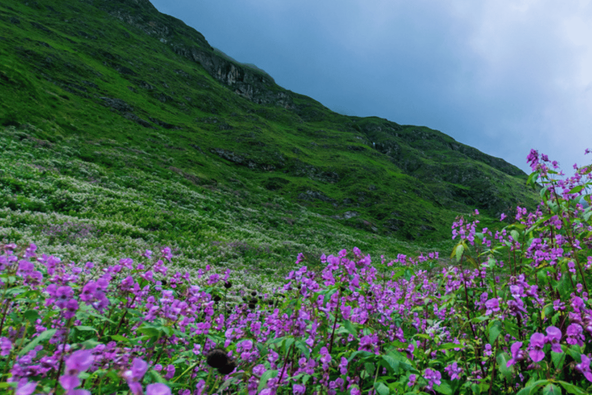 Valley of Flowers National Park: A Mesmerizing Himalayan Retreat