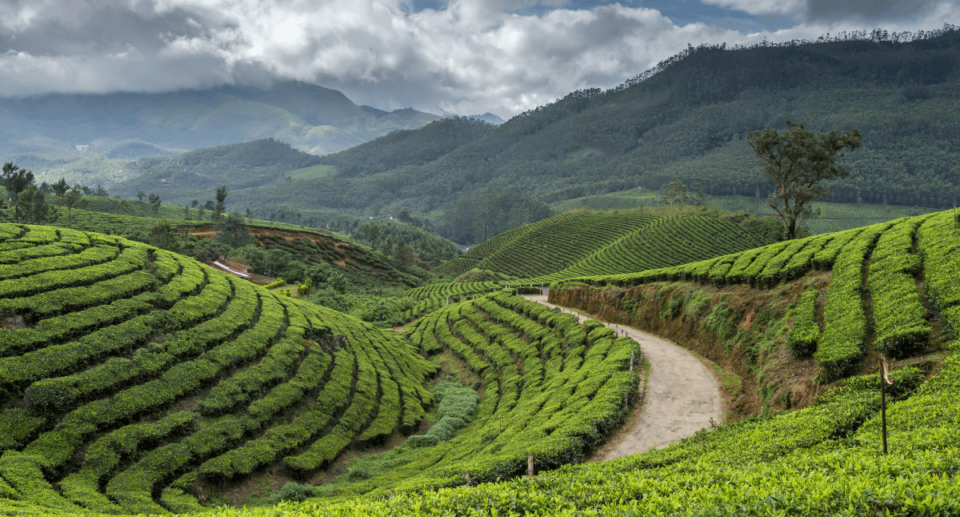 5 Days Itinerary for Munnar, Kerala