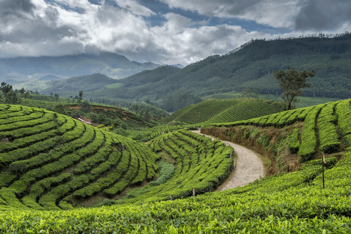 5 Days Itinerary for Munnar, Kerala