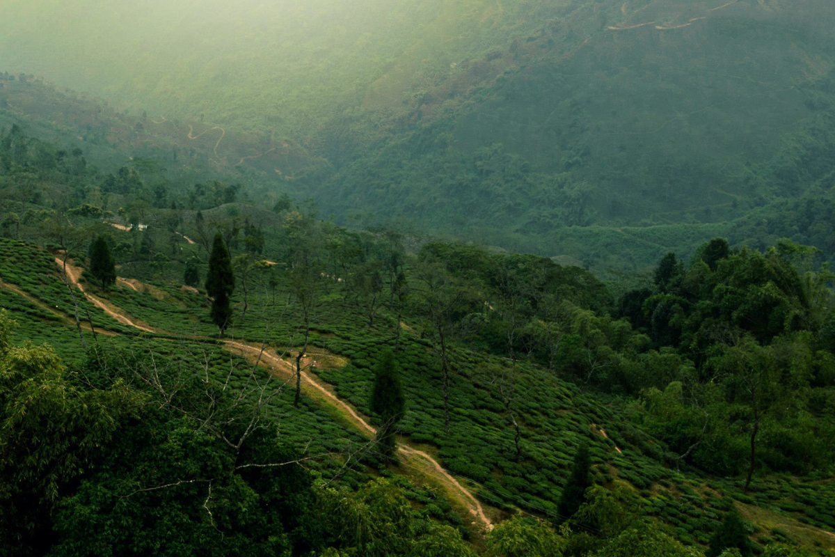 Best Tourist Places to Visit in Darjeeling