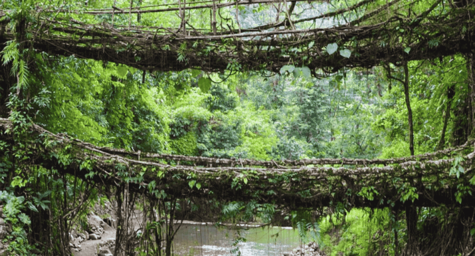 Meghalaya's Double Decker Living Root Bridge