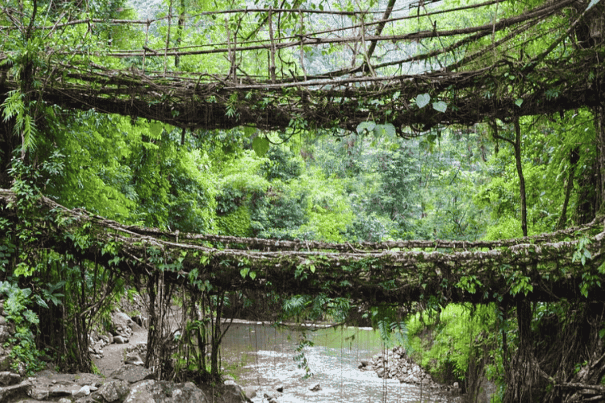 Meghalaya’s Double Decker Living Root Bridge: Steps, Trek and Images