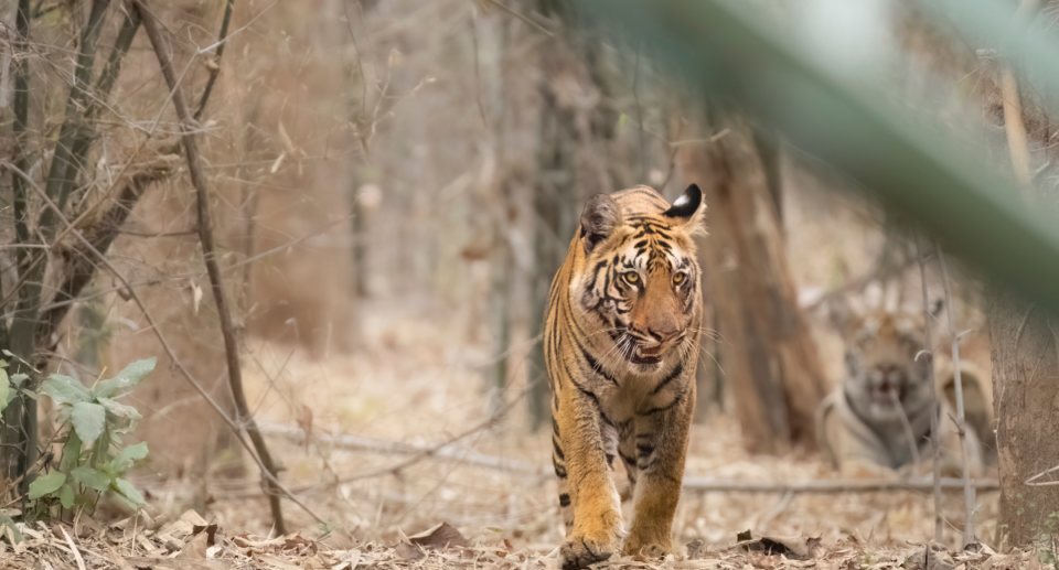 Kanha National Park: A Wildlife Adventure of Ultimate Madhya Pradesh