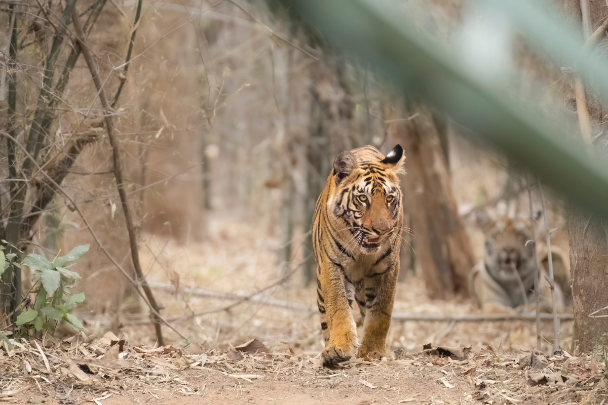 Kanha National Park: A Wildlife Adventure of Ultimate Madhya Pradesh