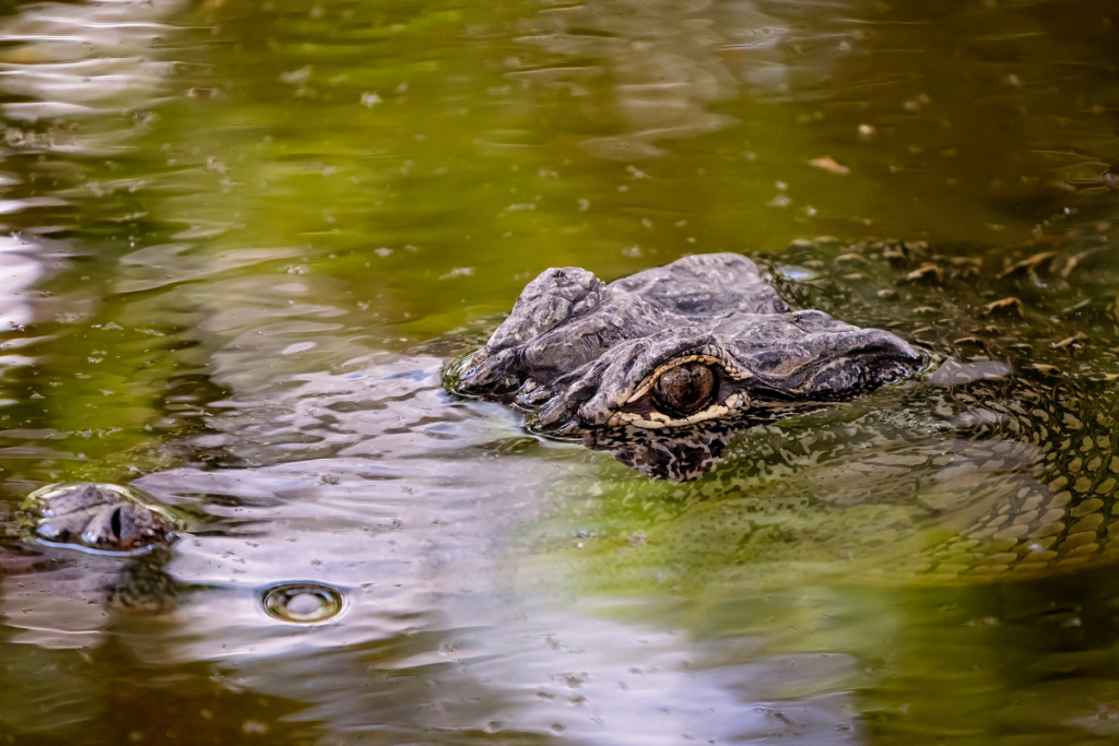 Crocodiles Sailing Water images