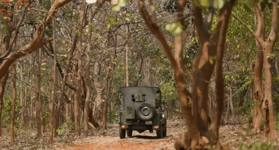 Jambughoda Wildlife Sanctuary: Eco-Tourism, Forest Stay, Animals, and Travel Guide